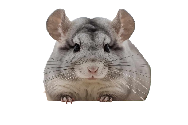 Healthy chinchilla
