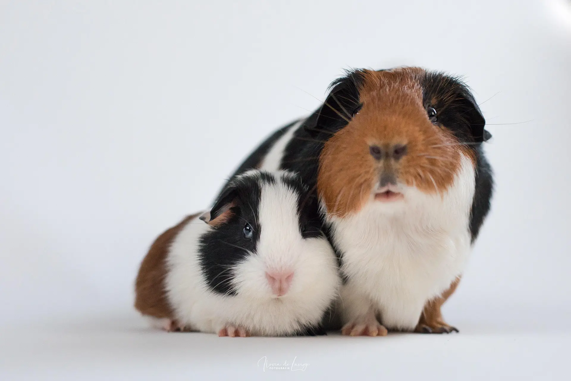 Healthy guinea pig