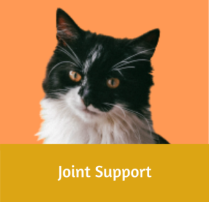 Joint Support