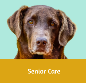 Senior Care