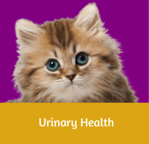 Urinary Health