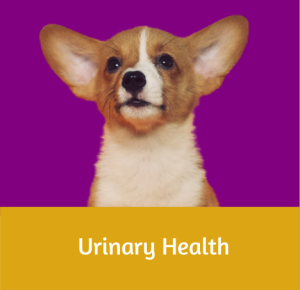 Urinary Health