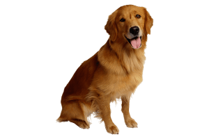 golden-retriever
