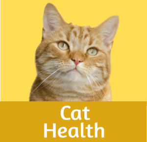 Cat Health