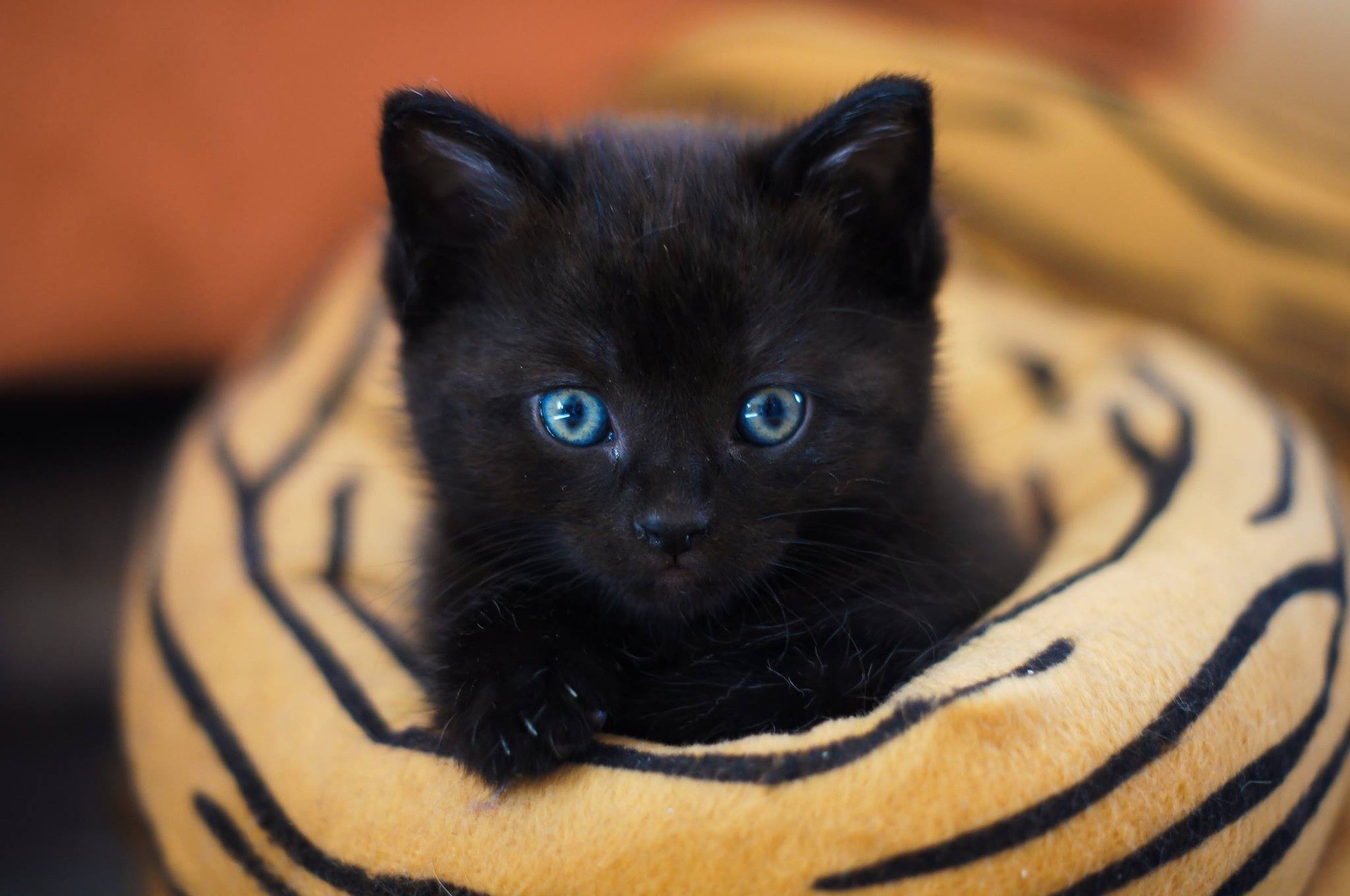 kitty-cute