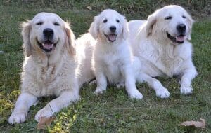 pixabay-golden-retriever