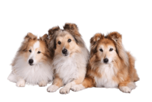 shetland-sheepdog-pet-health