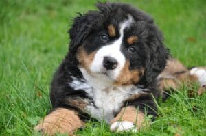 pxb-bernese-mountain-dog