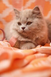 pxb-british-shorthair