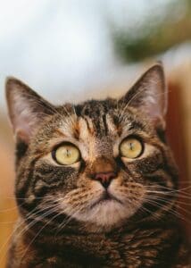 pxb-cat-2