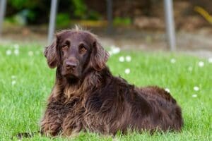 pxb-german-longhaired-pointer