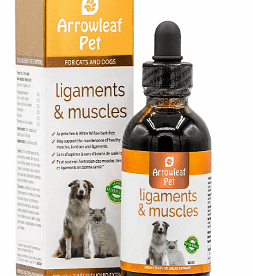 Ligaments-and-Muscles