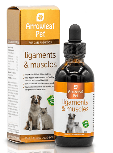 Ligaments-and-Muscles